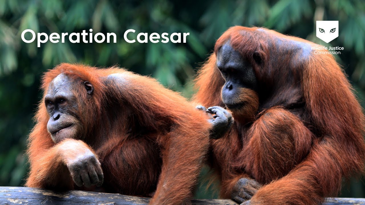 Operation Caesar | Wildlife Justice Commission