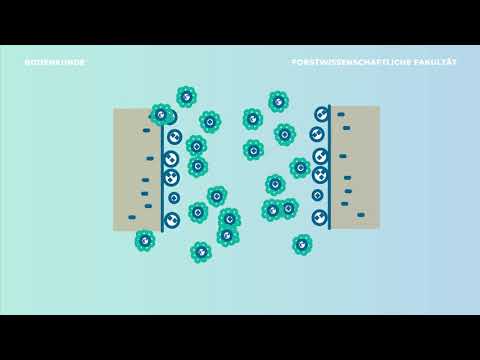 Bodenkunde verstehen – Parabraunerde durch Tonverlagerung