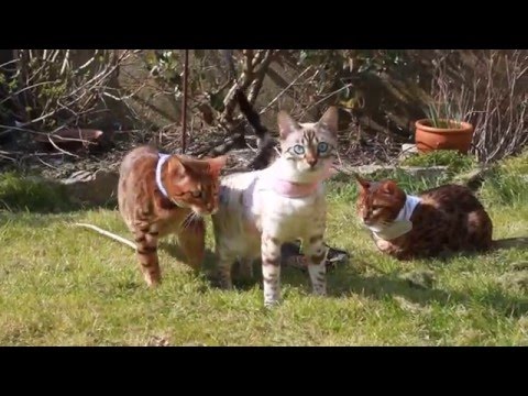 Kisangani Bengal Kittens - Bad Maypole Dancing