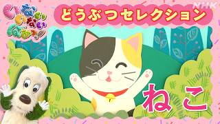 【いないいないばあっ！】どうぶつセレクション「ねこ」| NHK