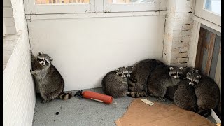 Eleven Raccoons Stuck Inside Porch