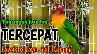 Download lagu PANCINGAN LOVEBIRD JITU DAN TERCEPAT, Labet Loyo Jadi Bringas Emosi Bunyi Ngetik Lanjut Ngekek mp3