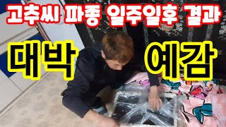 고추씨앗 파종 일주일후 결과는? 고추씨앗 싹틔우기