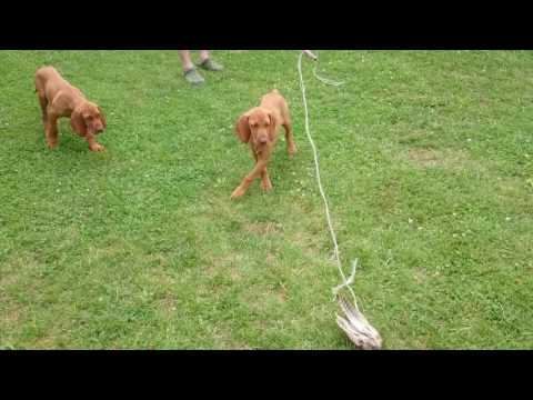 Magyar Vizsla Kölykök 12 hetesen