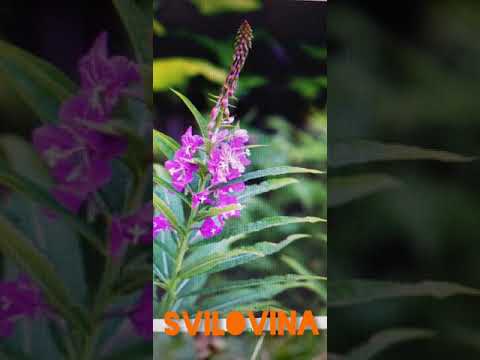 Svilovina-Biljka Za Bolest Prostate