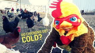 Do Chickens Get Cold?