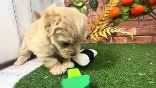 ハーフ犬の動画01