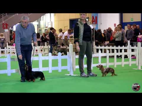Insubria Winner Circuit 2017 - Dachshund Specialty