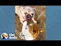Feral Cat And Her Neighborhood Dog Are Inseparable | The Dodo Cat Crazy