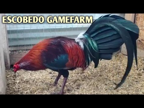 Leiper Albany Kelso - ESCOBEDO FARM