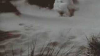 Dead Can Dance - (Lisa Gerrard) - Sanvean - I Am Your Shadow.mpg