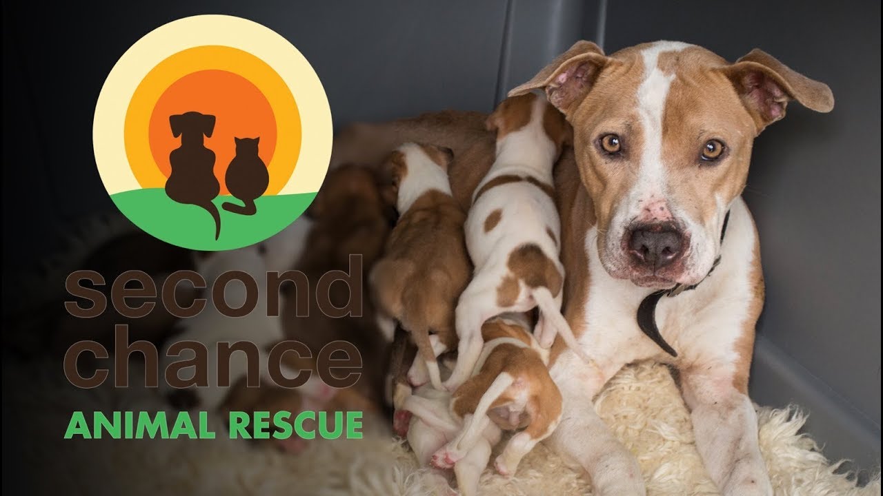 Who We Are & What We Do | Second Chance Animal Rescue