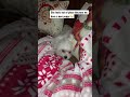 We Love You Zoe Zoe The Maltese Zoethemaltese Cute Maltese Dog Doglover Petlover Shorts