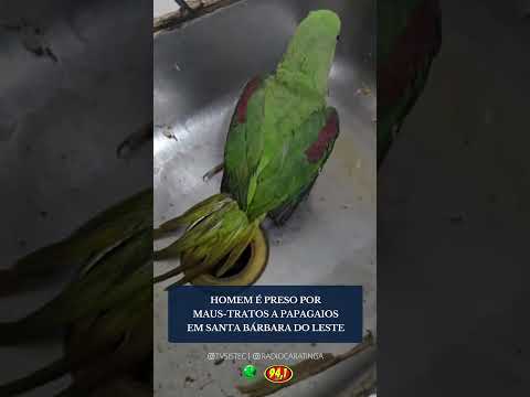 HOMEM É PRESO POR MAUS-TRATOS A PAPAGAIOS EM SANTA BÁRBARA DO LESTE