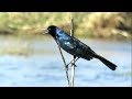 Boat Tailed Grackle Calling