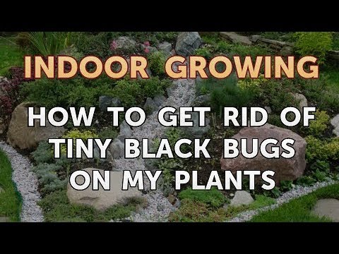 image-What are these little tiny black bugs?