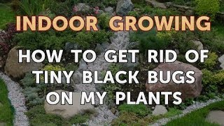 How to Get Rid of Tiny Black Bugs on My Plants