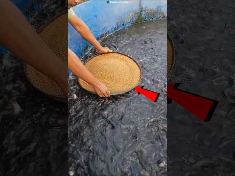 Fish Feeding Gone Wrong… Then He Found the Perfect Trick! 🐟😱 #shorts