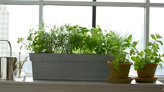 Kitchen Windowsill Herbs - Martha Stewart