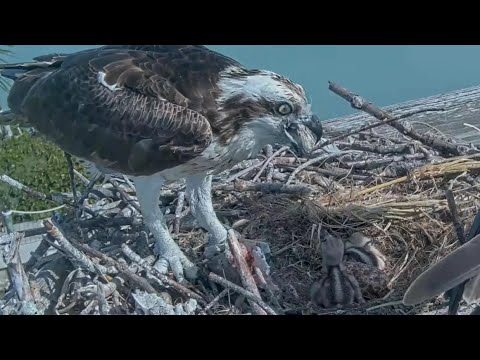 Captiva Osprey Cam | Andy bring big fish in breakfast for new born babies | 17.02.2022