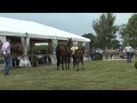 Sudweyher Fohlenschau 2015 - Kat.-Nr. 05