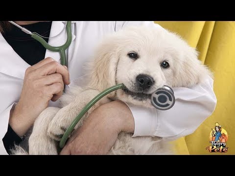 TOP #88: Paying for Veterinary Expenses You Can't Afford