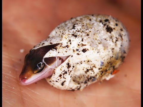 Incubation of leopard gecko eggs - Breeding