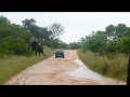 Kruger National Park Elephant Attack Goes Viral