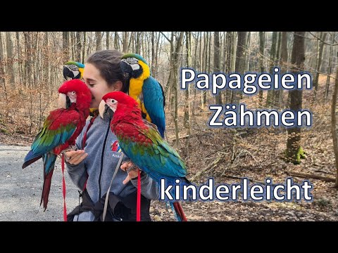 Papageien zähmen  - Kinderleicht