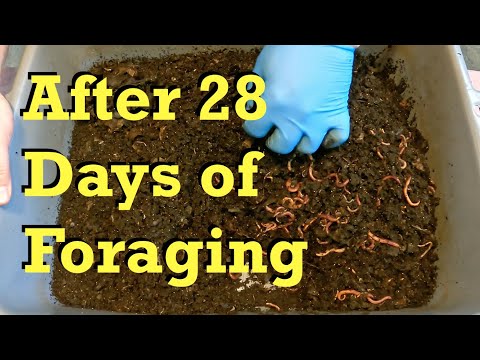 124-day old "foraging" bin 28 days after last formal feeding - worm farm vermicomposting