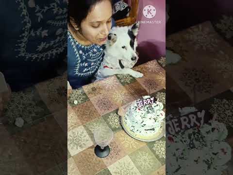 Hari om Family dog 2024