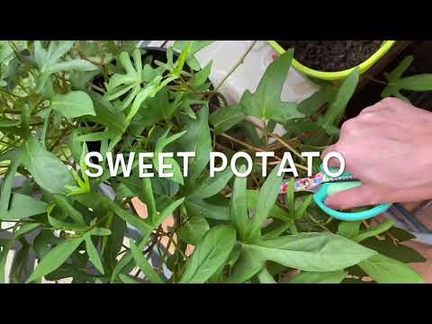 AC Ledge Garden Episode 1