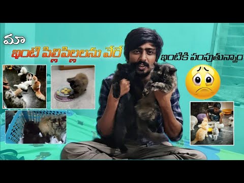 మా ఇంటి పిల్లిపిల్లలను వేరే ఇంటికి పంపుతున్నాం || NIMESH CHOWDARY VLOGS