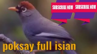 Download lagu masteran poksai mandarin full isian cocok untuk masteran mp3