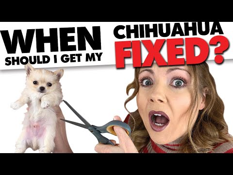 When should I Spay/Neuter my Chihuahua? | Sweetie Pie Pets by Kelly Swift