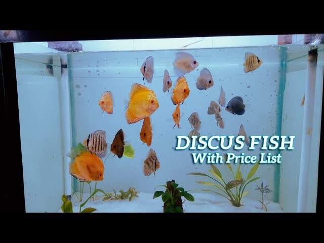 Imported Colorful Discus Fish Tank ( Price in description) Kolathur, Chennai