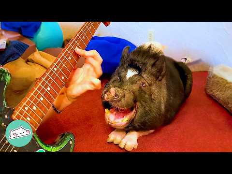 Huge Pig Loves Dancing And Zooming To Man's Guitar | Cuddle Buddies