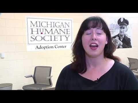 How to adopt a pet for free through the Michigan Humane Society