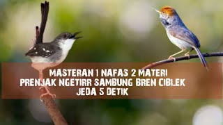 Download lagu Masteran Mewah | Prenjak Ngetirr Sambung Bren Ciblek  mp3