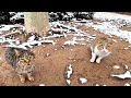 Adorable Cats That Seem To Be Very Hungry Meow Meow Meow
