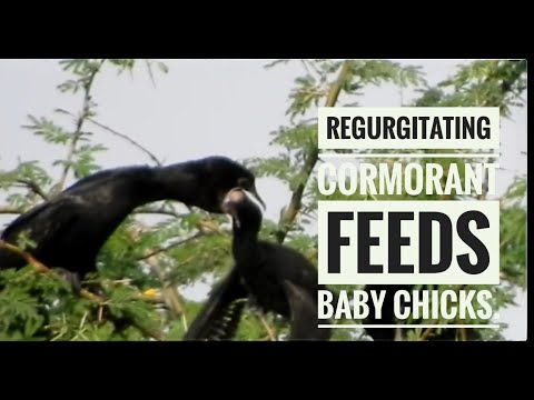 #Cormorant_feeds_baby_chicks-#Regurgitating