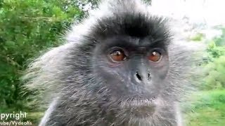 Polite Monkey Burp