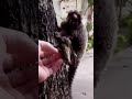 giving baby monkey back to mother #shorts