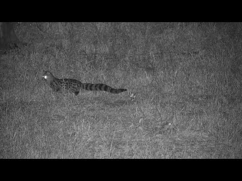 Djuma: Genet hunting for dinner - 20:14 - 06/30/19