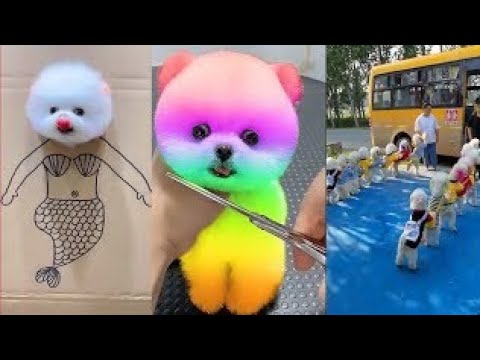 Mini pomeranian 🔴 Cute pomeranian | Cute dog video 2022.