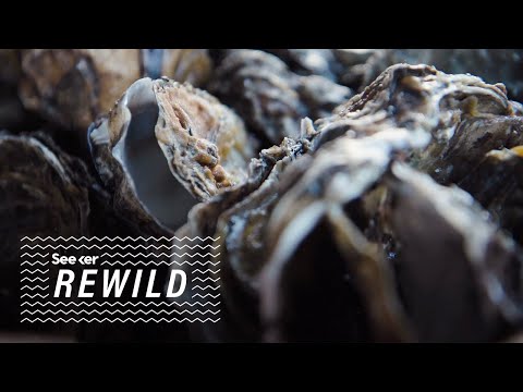 What Ocean Time Machine Experiments Predict About Oysters