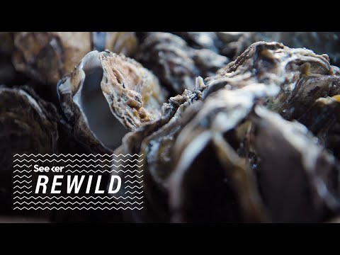 海洋時間機器實驗預測牡蠣的情況 (What Ocean Time Machine Experiments Predict About Oysters)