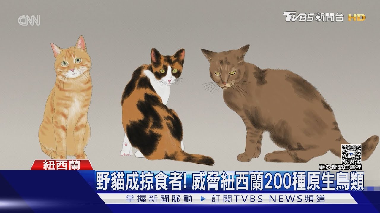 國鳥「奇異鳥」快完蛋！　紐西蘭向野貓宣戰　25年殺800萬隻