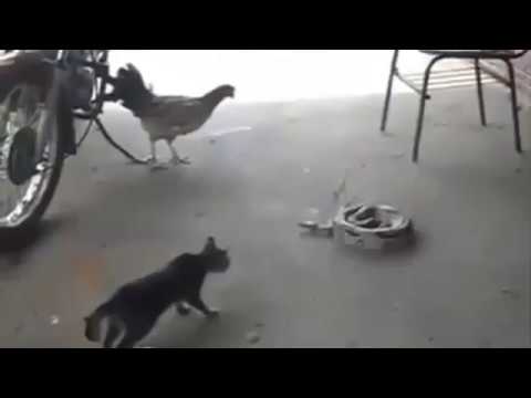 Deepika Padukone ki billi ajgar se dari