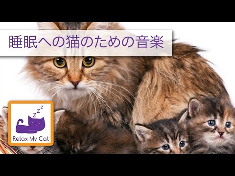 新生児子猫や妊娠中の猫のための音楽！